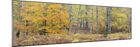 Germany, Hessen, Reinhardswald, Primeval Forest Sababurg, Deciduous Forest in Autumn with Ferns-Andreas Keil-Mounted Photographic Print