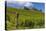 Germany, Hessen, Rheingau, Geisenheim, District Johannisberg-Udo Siebig-Stretched Canvas