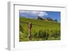 Germany, Hessen, Rheingau, Geisenheim, District Johannisberg-Udo Siebig-Framed Photographic Print