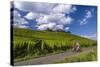 Germany, Hessen, Rheingau, Geisenheim, District Johannisberg-Udo Siebig-Stretched Canvas