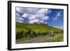 Germany, Hessen, Rheingau, Geisenheim, District Johannisberg-Udo Siebig-Framed Photographic Print