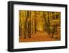 Germany, Hessen, Taunus, Kelkheim, District Eppenhain, Beech Forest at the Atzelberg-Udo Siebig-Framed Photographic Print