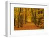 Germany, Hessen, Taunus, Kelkheim, District Eppenhain, Beech Forest at the Atzelberg-Udo Siebig-Framed Photographic Print