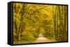 Germany, Hessen, Taunus, Niedernhausen, Beech Forest at the Hammersberg, Hammersberg Circular Route-Udo Siebig-Framed Stretched Canvas