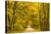 Germany, Hessen, Taunus, Niedernhausen, Beech Forest at the Hammersberg, Hammersberg Circular Route-Udo Siebig-Stretched Canvas