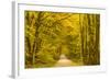 Germany, Hessen, Taunus, Niedernhausen, Beech Forest at the Hammersberg, Hammersberg Circular Route-Udo Siebig-Framed Photographic Print