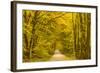 Germany, Hessen, Taunus, Niedernhausen, Beech Forest at the Hammersberg, Hammersberg Circular Route-Udo Siebig-Framed Photographic Print