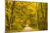 Germany, Hessen, Taunus, Niedernhausen, Beech Forest at the Hammersberg, Hammersberg Circular Route-Udo Siebig-Mounted Photographic Print