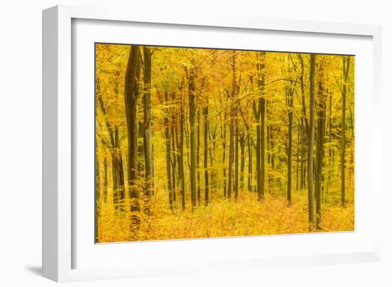 Germany, Hessen, Taunus, Niedernhausen, Beech Forest at the Hammersberg, Hammersberg Circular Route-Udo Siebig-Framed Photographic Print