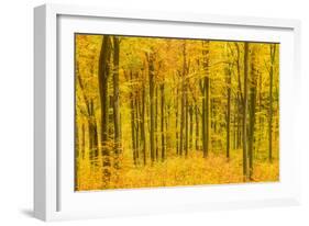 Germany, Hessen, Taunus, Niedernhausen, Beech Forest at the Hammersberg, Hammersberg Circular Route-Udo Siebig-Framed Photographic Print