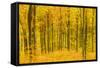 Germany, Hessen, Taunus, Niedernhausen, Beech Forest at the Hammersberg, Hammersberg Circular Route-Udo Siebig-Framed Stretched Canvas