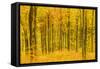 Germany, Hessen, Taunus, Niedernhausen, Beech Forest at the Hammersberg, Hammersberg Circular Route-Udo Siebig-Framed Stretched Canvas