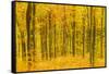 Germany, Hessen, Taunus, Niedernhausen, Beech Forest at the Hammersberg, Hammersberg Circular Route-Udo Siebig-Framed Stretched Canvas