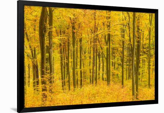 Germany, Hessen, Taunus, Niedernhausen, Beech Forest at the Hammersberg, Hammersberg Circular Route-Udo Siebig-Framed Photographic Print