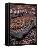 Germany, Kellerwald-Edersee, Autumn Beech and Oak Trees on Ringelberg-K. Schlierbach-Framed Stretched Canvas