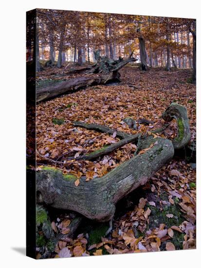 Germany, Kellerwald-Edersee, Autumn Beech and Oak Trees on Ringelberg-K. Schlierbach-Stretched Canvas