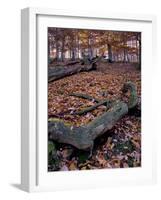 Germany, Kellerwald-Edersee, Autumn Beech and Oak Trees on Ringelberg-K. Schlierbach-Framed Photographic Print