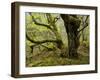 Germany, Kellerwald-Edersee, European Beech Forest on the Woogholle-K. Schlierbach-Framed Photographic Print