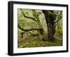 Germany, Kellerwald-Edersee, European Beech Forest on the Woogholle-K. Schlierbach-Framed Photographic Print