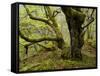 Germany, Kellerwald-Edersee, European Beech Forest on the Woogholle-K. Schlierbach-Framed Stretched Canvas