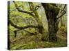 Germany, Kellerwald-Edersee, European Beech Forest on the Woogholle-K. Schlierbach-Stretched Canvas