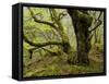 Germany, Kellerwald-Edersee, European Beech Forest on the Woogholle-K. Schlierbach-Framed Stretched Canvas