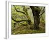 Germany, Kellerwald-Edersee, European Beech Forest on the Woogholle-K. Schlierbach-Framed Photographic Print