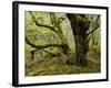 Germany, Kellerwald-Edersee, European Beech Forest on the Woogholle-K. Schlierbach-Framed Photographic Print