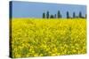 Germany, Landscape, Rape Field-Catharina Lux-Stretched Canvas