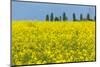 Germany, Landscape, Rape Field-Catharina Lux-Mounted Photographic Print