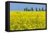 Germany, Landscape, Rape Field-Catharina Lux-Framed Stretched Canvas