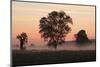 Germany, Landscape, Silhouette, Trees, Fog, Morning-Mood, Foliage-Trees, Meadow, Mist, Ground-Fog-Ronald Wittek-Mounted Photographic Print