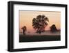 Germany, Landscape, Silhouette, Trees, Fog, Morning-Mood, Foliage-Trees, Meadow, Mist, Ground-Fog-Ronald Wittek-Framed Premium Photographic Print