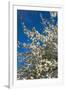 Germany, Lower Saxony, Apple Blossom-Chris Seba-Framed Photographic Print