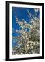 Germany, Lower Saxony, Apple Blossom-Chris Seba-Framed Photographic Print