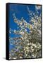 Germany, Lower Saxony, Apple Blossom-Chris Seba-Framed Stretched Canvas