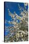 Germany, Lower Saxony, Apple Blossom-Chris Seba-Stretched Canvas