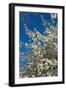 Germany, Lower Saxony, Apple Blossom-Chris Seba-Framed Photographic Print