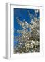 Germany, Lower Saxony, Apple Blossom-Chris Seba-Framed Photographic Print