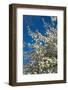 Germany, Lower Saxony, Apple Blossom-Chris Seba-Framed Photographic Print