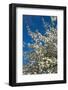 Germany, Lower Saxony, Apple Blossom-Chris Seba-Framed Photographic Print