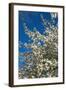 Germany, Lower Saxony, Apple Blossom-Chris Seba-Framed Photographic Print