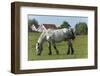 Germany, Lower Saxony, East Friesland, Langeoog, horse on the pasture.-Roland T. Frank-Framed Photographic Print