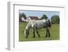 Germany, Lower Saxony, East Friesland, Langeoog, horse on the pasture.-Roland T. Frank-Framed Photographic Print