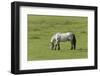 Germany, Lower Saxony, East Friesland, Langeoog, horse on the pasture.-Roland T. Frank-Framed Photographic Print