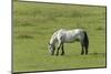 Germany, Lower Saxony, East Friesland, Langeoog, horse on the pasture.-Roland T. Frank-Mounted Photographic Print