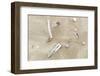 Germany, Lower Saxony, East Frisian islands, North Sea beach with mussels.-Roland T. Frank-Framed Photographic Print