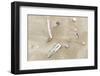 Germany, Lower Saxony, East Frisian islands, North Sea beach with mussels.-Roland T. Frank-Framed Photographic Print