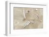 Germany, Lower Saxony, East Frisian islands, North Sea beach with mussels.-Roland T. Frank-Framed Photographic Print