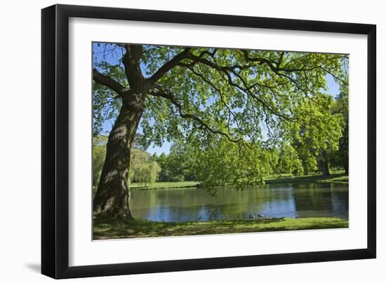 Germany, Lower Saxony, Hannover, Georgengarten, Pond, Tree, Morning Light-Chris Seba-Framed Premium Photographic Print